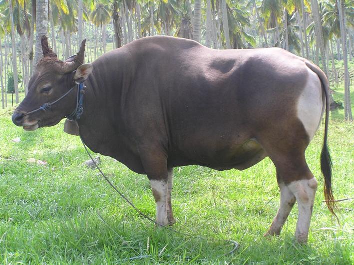 Sapi  Unggul Penjantan Bali