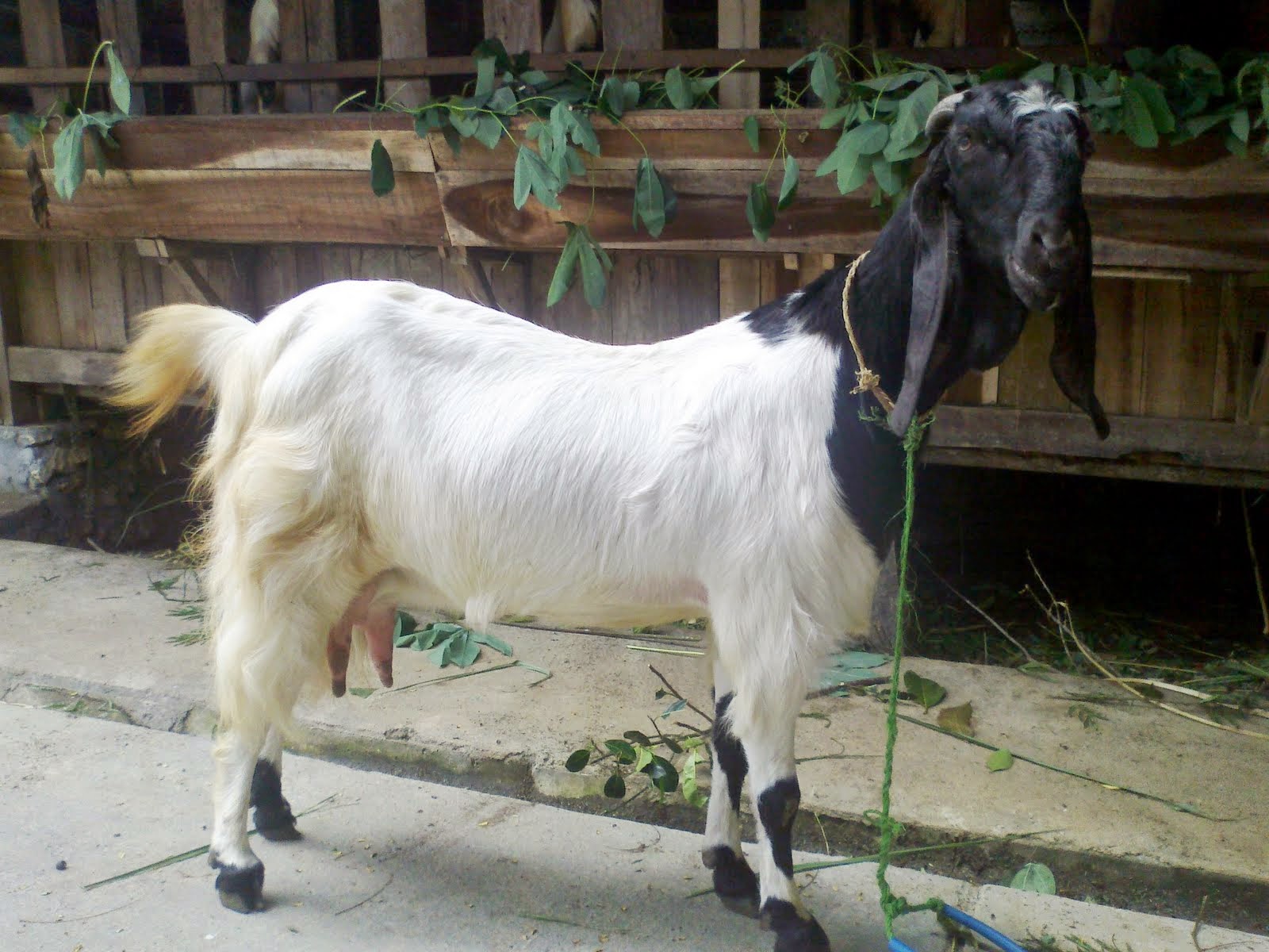 Kambing Betina Etawa Produktif