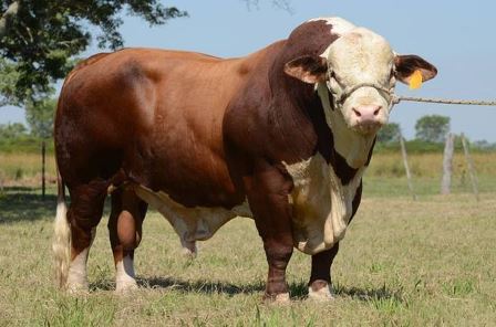 Sapi Limousin Jumbo