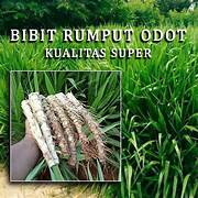 Bibit Rumput Odot Super