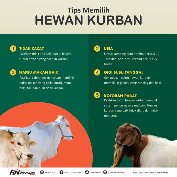 Proses Pemberian Pakan Ternak